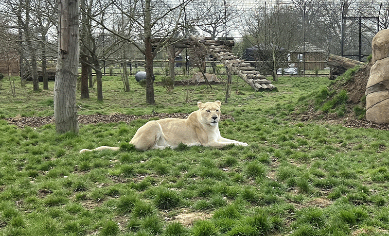 A white lioness resting inside her enclosure.