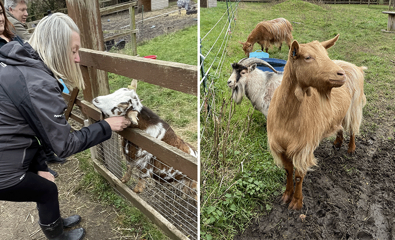 Deen City Farm